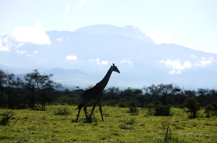 Kilimandscharo und Giraffe