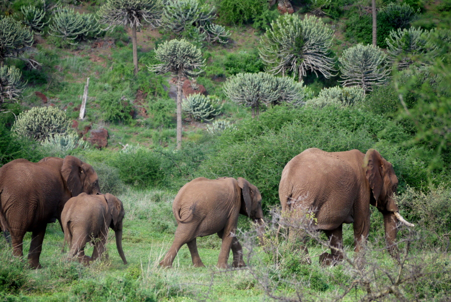 Shumata Camp Elefantenwanderung