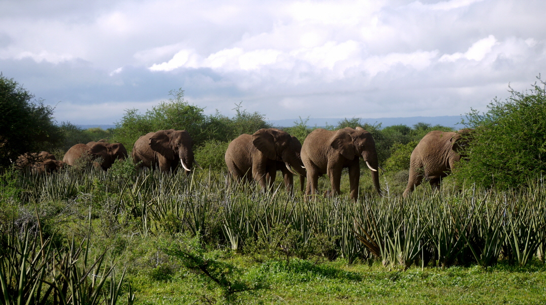 Shumata Camp Elefantenwanderung