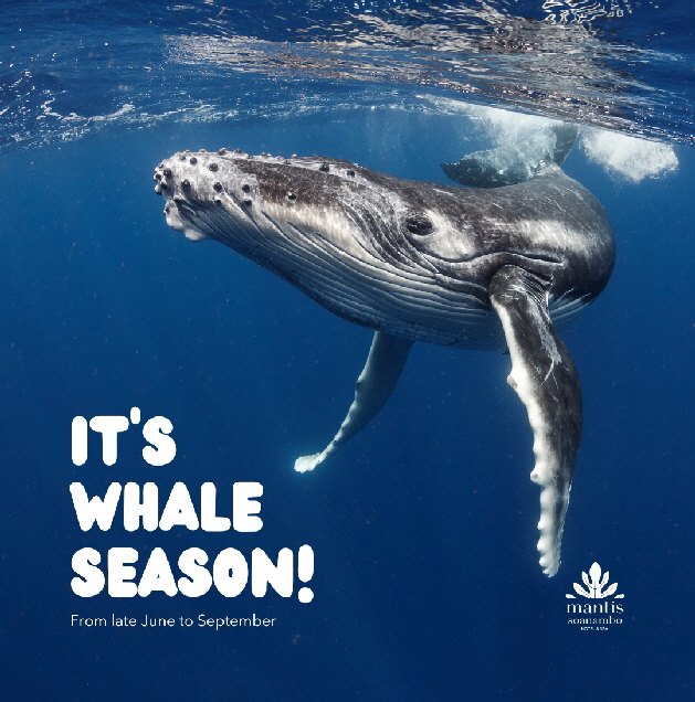 wale-st-marie-Madagaskar