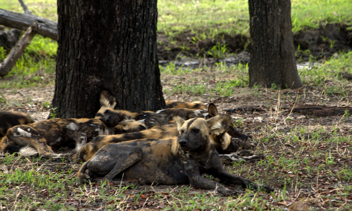 Afrikanische Wildhunde  Selous 