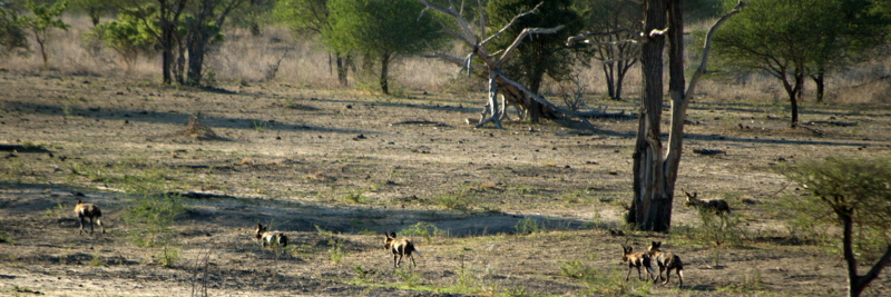 Wildhunde in der Selous