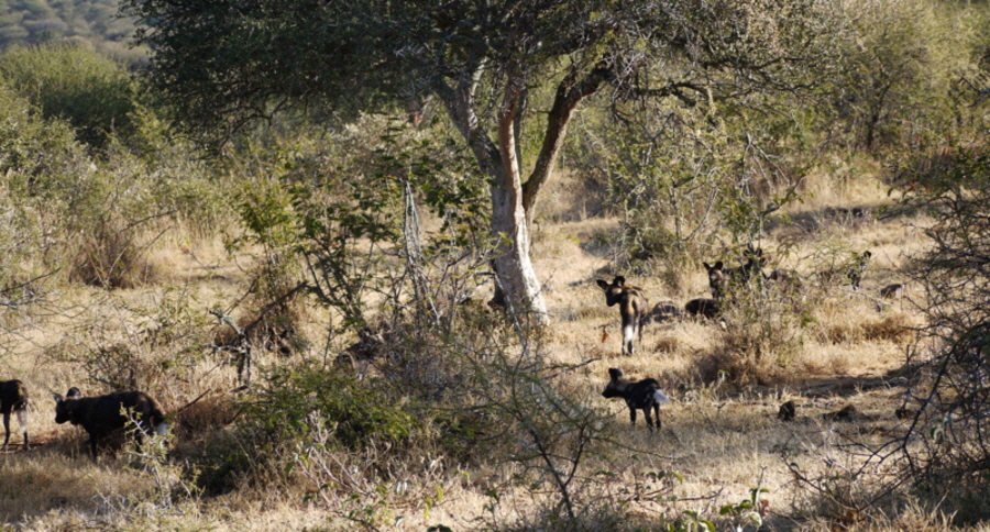 Auf safari wildhunde in Kenia