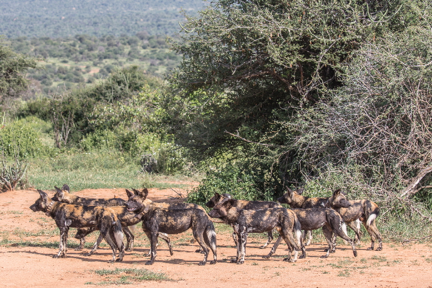 Afrikanische Wildhunde-kenia